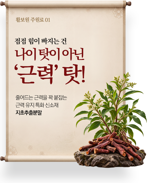 활보원 주원료 01 · 점점 힘이 빠지는 건 나이 탓이 아닌 ‘근력’ 탓! · 줄어드는 근력을 꽉 붙잡는 근력 유지 특화 신소재 지초추출분말